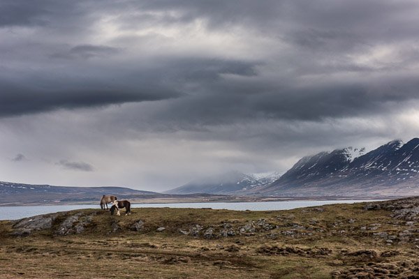 iceland_horses_landscape.jpg