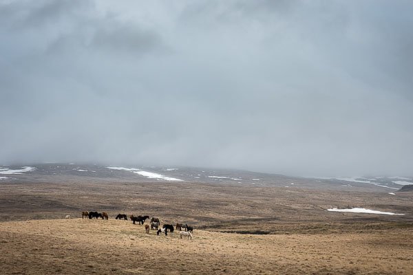 iceland_horses_landscape_2.jpg