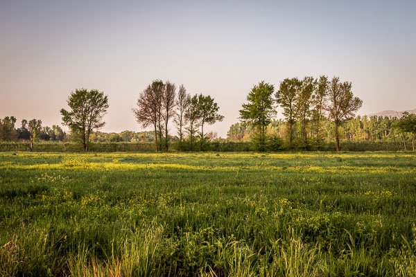 taanael_trees_landscape.jpg